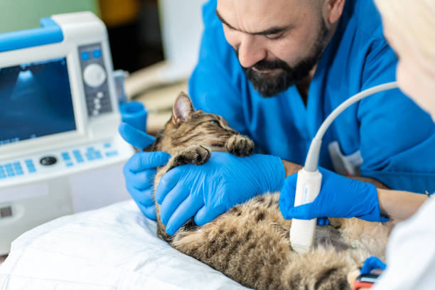 خدمات القطط